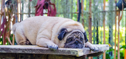 Pancreatitis Can Affect Both Dogs Pancreatitis Can Affect Both Dogs