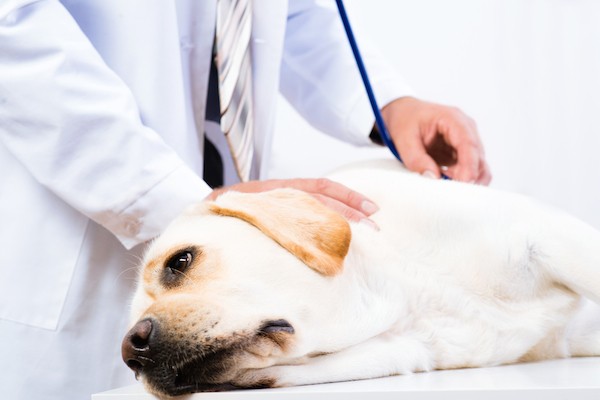 A dog being examined by a vet. 