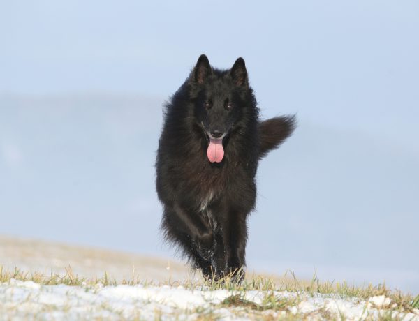 What should you feed an adult dog?