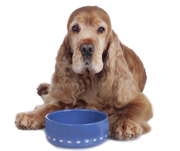 What should you feed an older dog? 
