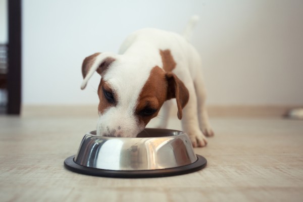 A puppy eating from a bowl.