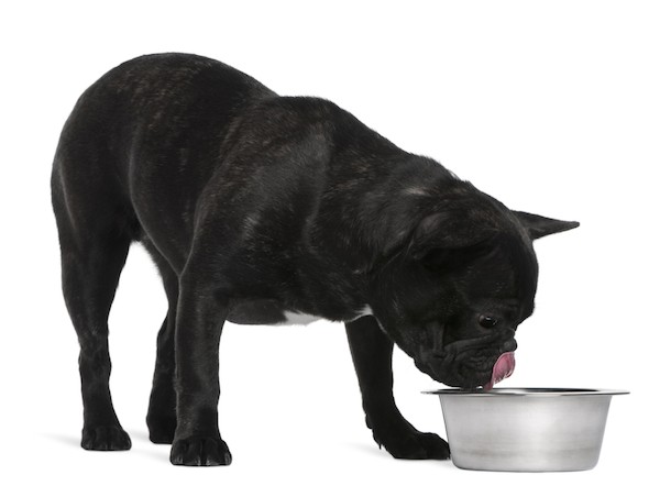 What should you feed a dog if he's still growing? 