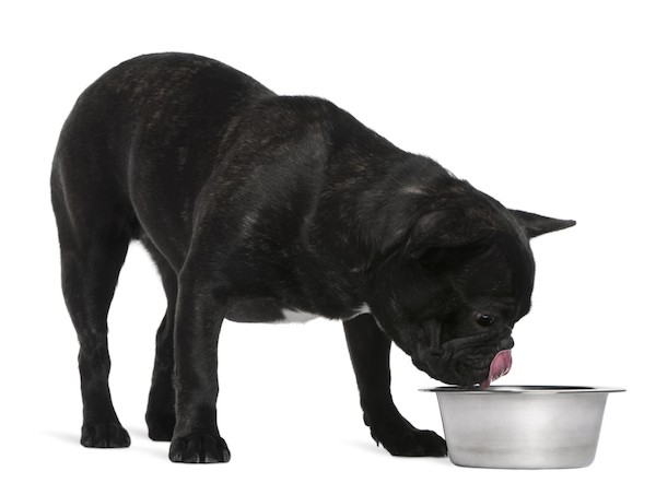 What should you feed a dog if he's still growing?