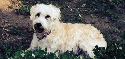 Apply To Be Dog Rescue In Rhode Island Apply To Be Dog Rescue In Rhode Island