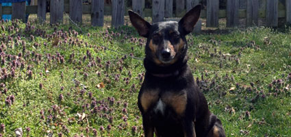 best farm dogs which are the best farm dogs best farm dogs which are the best farm dogs