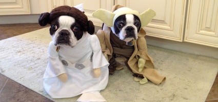 four-legged-horror-costumes-buy-dildos-toys-wholesale