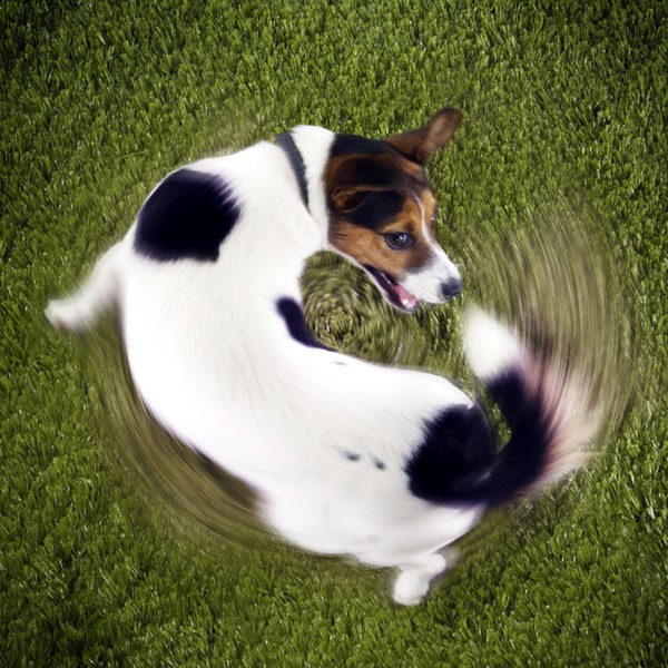 How Do I Keep My Dog From Chasing My Cat How Do I Keep My Dog From Chasing My Cat