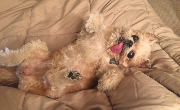 bumps on puppy belly navel gazing do dogs belly buttons bumps on puppy belly navel gazing do dogs belly buttons