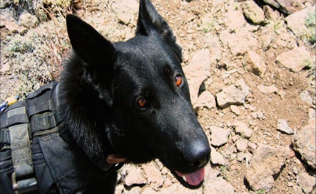 navy seal dogs retired navy seal chopper gets his own smithsonian tv special navy seal dogs retired navy seal chopper gets his own smithsonian tv special