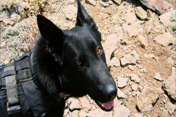 Official Service Dog Seal Official Service Dog Seal