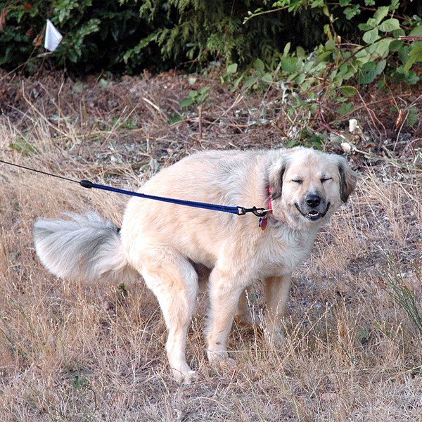 A dog straining to poop.