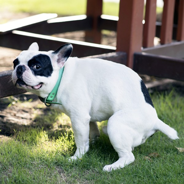 A small dog straining to poop.