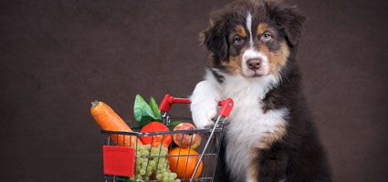 Image result for photo of dog shopping