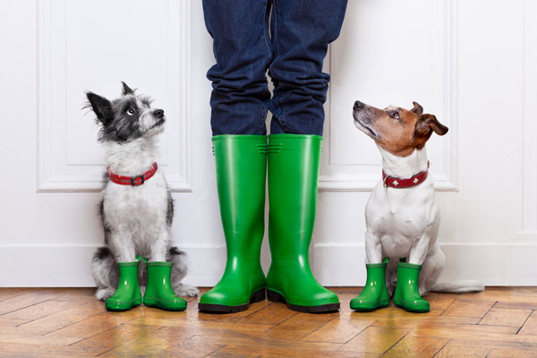 Dogs and a human in wellies, getting muddy.