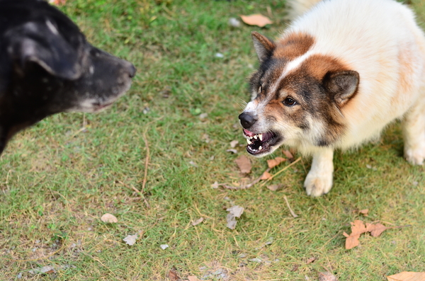 One dog growling at another dog.