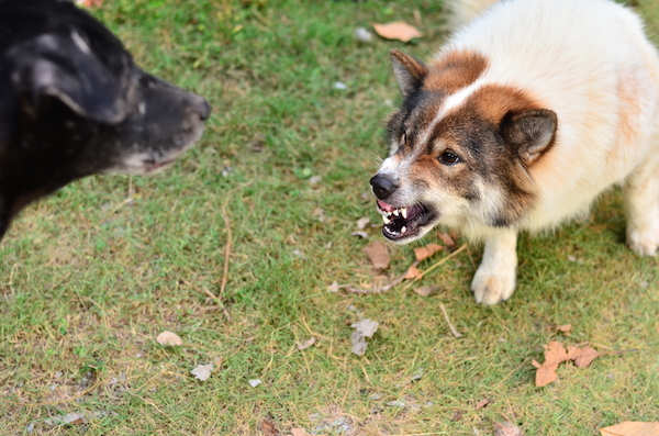 One dog growling at another dog.