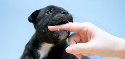 what age do dogs start to lose their teeth