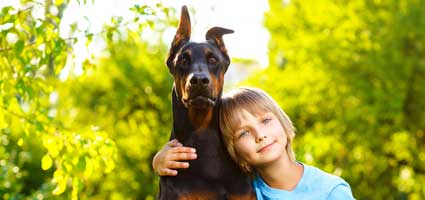 Who's That Dog? Meet the Doberman Pinscher, Friend and ...