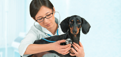 What To Do If A Dog Eats Ibuprofen What To Do If A Dog Eats Ibuprofen