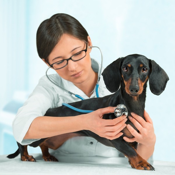 What If A Dog Eats Advil What If A Dog Eats Advil