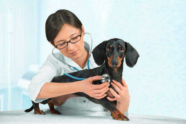 how does it take a puppy to digest food dogs and medicine dogster how does it take a puppy to digest food dogs and medicine dogster