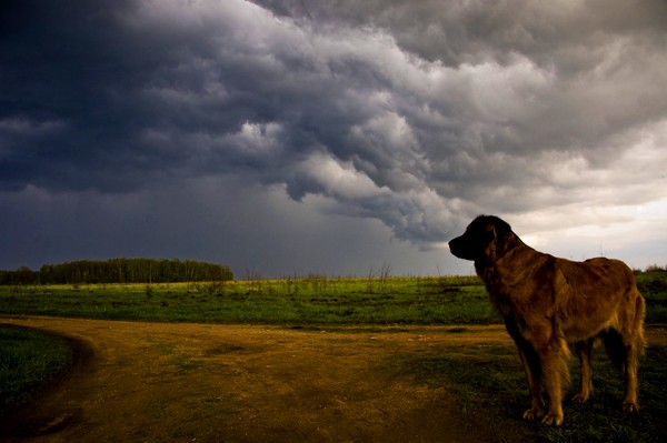 A dog looking out at stormy weather.