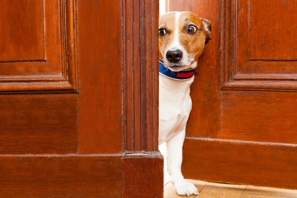 A scared dog hiding.