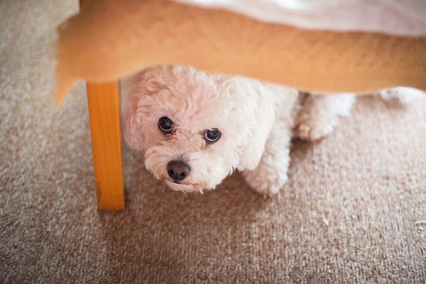 A scared dog hiding under a table. 