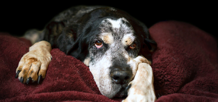 Why Do Dogs Paw At Their Beds Why Do Dogs Paw At Their Beds
