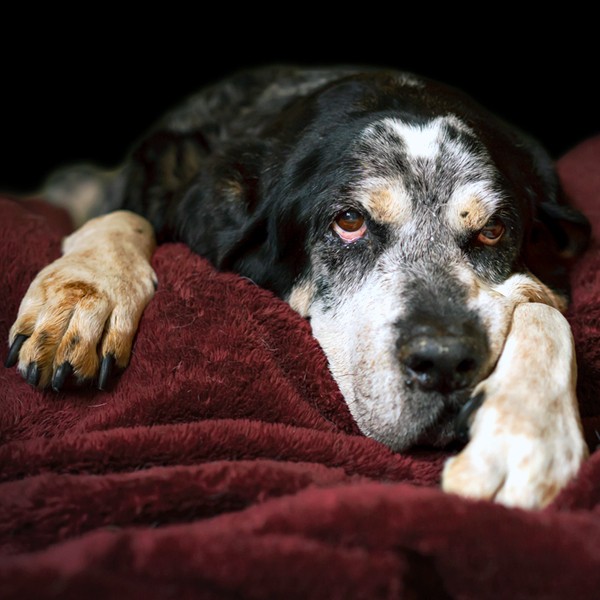 Why Is My Dog Groaning When He Lies Down?