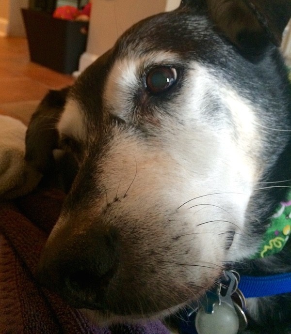 A dog suffering from peripheral vestibular disease.