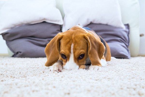 A beagle lying down on a deep carpet.