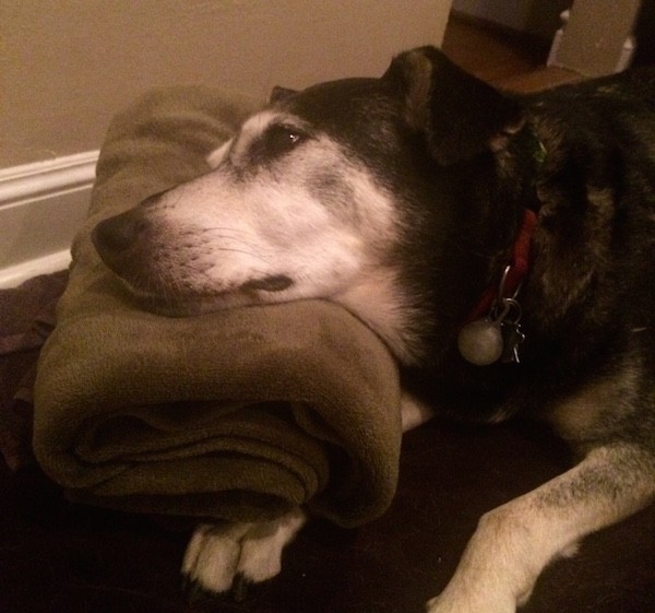 A dog dealing with peripheral vestibular disease.