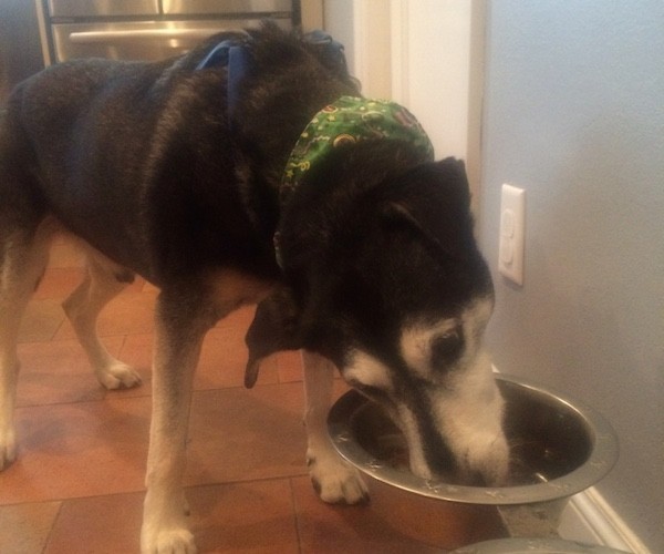 Getting a Meal with Bowl Easy to Reach