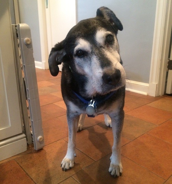 A dog recovering from peripheral vestibular disease.