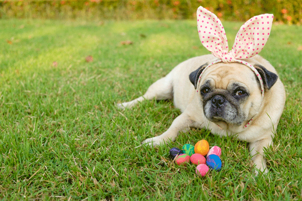 A dog in bunny ears with Easter eggs.