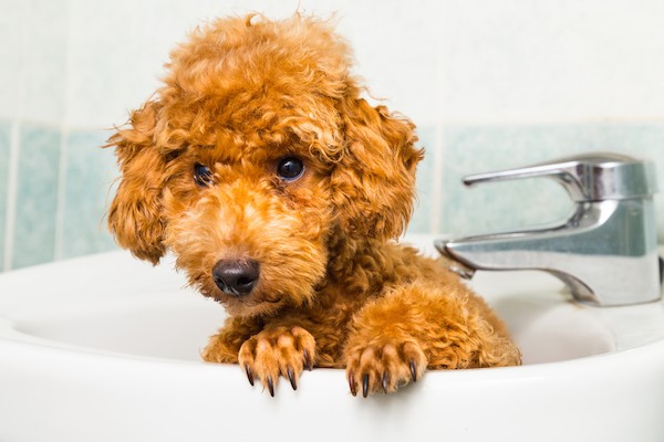 A dog in a sink. 