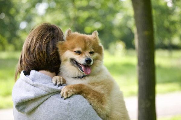 collapsing trachea expectancy ask a vet dogster collapsing trachea expectancy ask a vet dogster