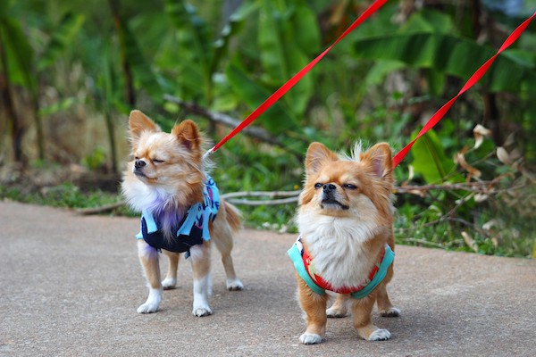 Chihuahuas on leashes.