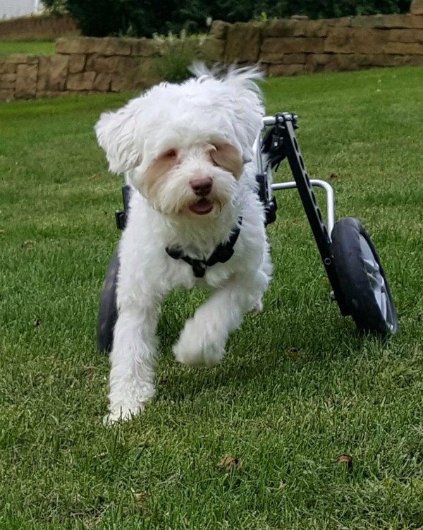 Now in a loving home, Noah is as happy as a dog can be.