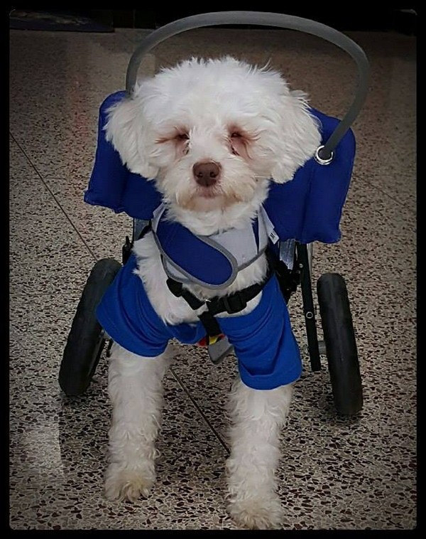 In his halo and wheels, Noah is always up for a school visit.