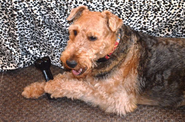 Airedale Terrier courtesy Tanya Pictor
