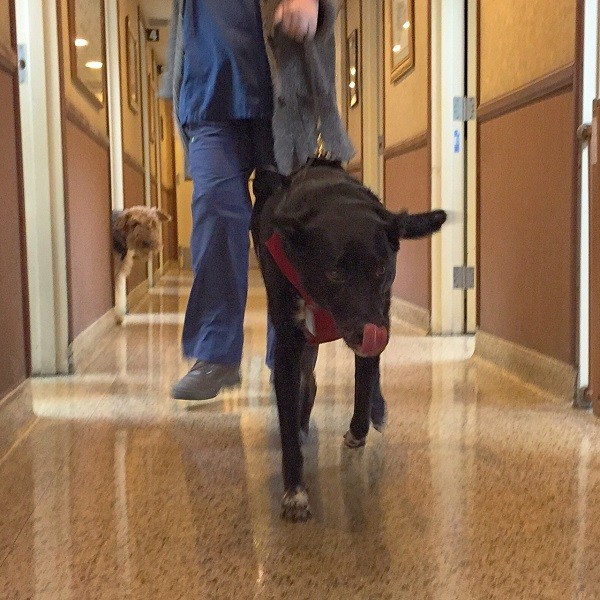 Heading to mom post nail trim, or maybe just heading to the treat jar. (Photo by Wendy Newell)