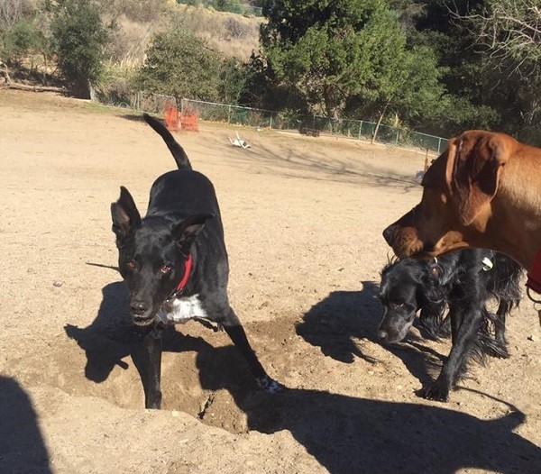 Riggins' friends Sissy and Kili are impressed with his digging skills. (Photo by Wendy Newell)