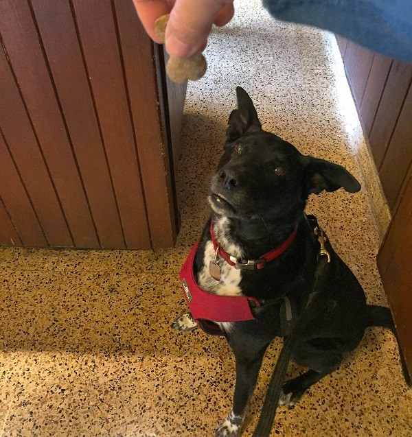 A successful nail trim means a treat! (Photo by Wendy Newell)