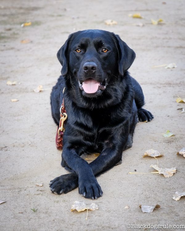 abratory Retriever courtesy blackdogsrule andCanine Hope for Diabetics