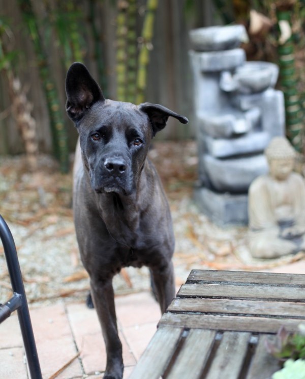 Buddha roaming in his family's zen garden. (Photo courtesy Natalie Alatriste)