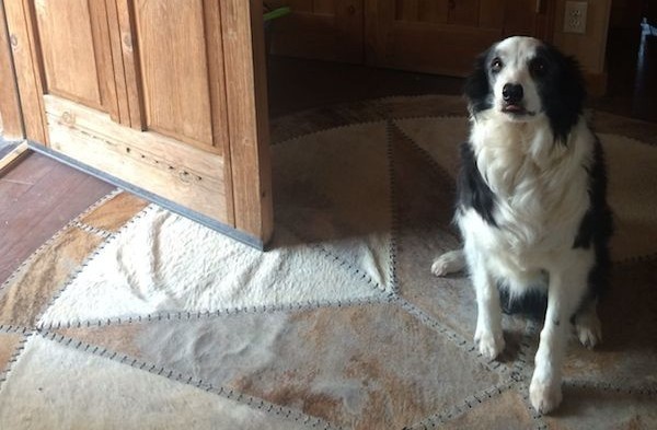 You can teach your dog yourself to sit nicely to greet people at the door. (Photo by Annie Phenix)