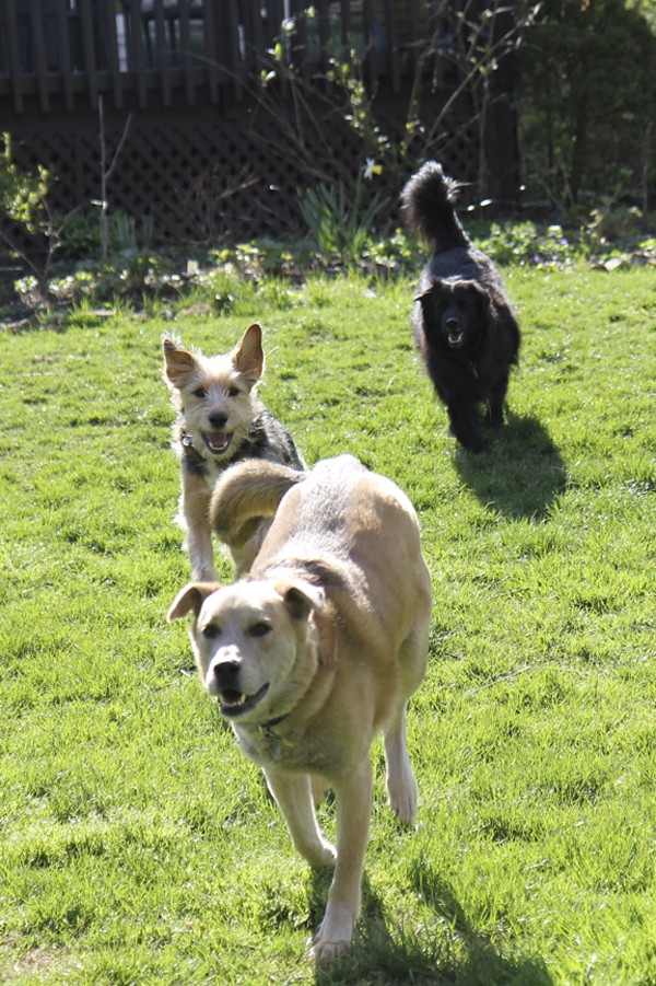 Having a good recall can save your dog's life. Here, Jasper, Tucker and Lilah come running when called.