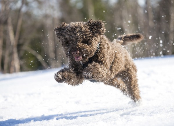 Lagotto Romagnolo courtesy Shutterstock